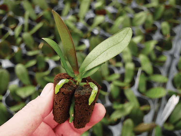 7_orchid_fmt.png