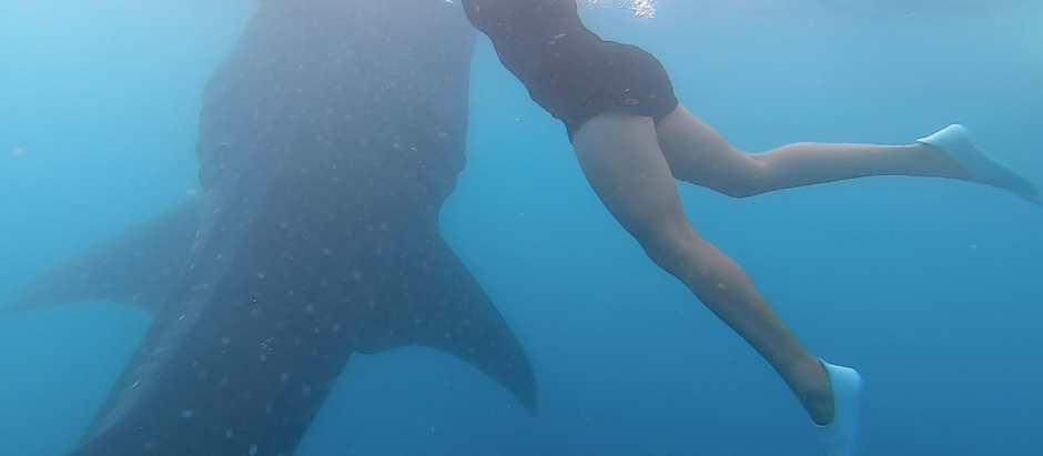 #22. Nager avec un requin-baleine