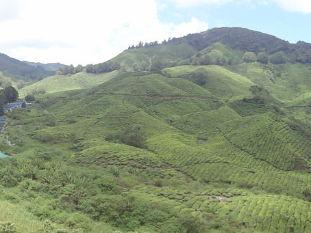 Cameron Highlands - Malaisie