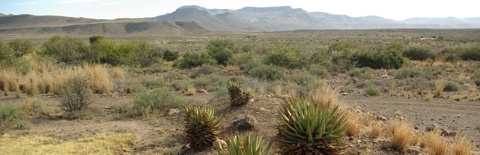 Zone semi-désertique du Karoo - Afrique du Sud