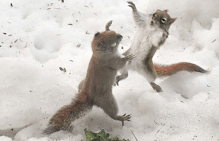 lighter 3-17-22 squirrel fight 2_edited.jpg