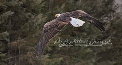 Eagle in flight