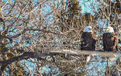 two eagles