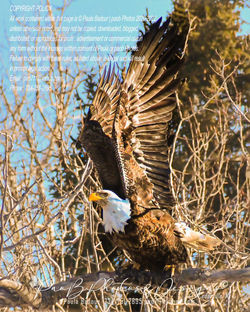 Eagle wings