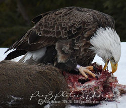 Eagle lunch