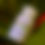 Thumbnail: Enhanced Lactation Capsules - with Moringa 
