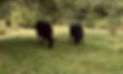 295057623_1264757757395809_2799563854938987534_n (1).jpg