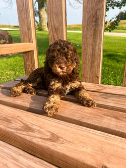 441c809f-ca16-44a4-beec-7029d4058f45