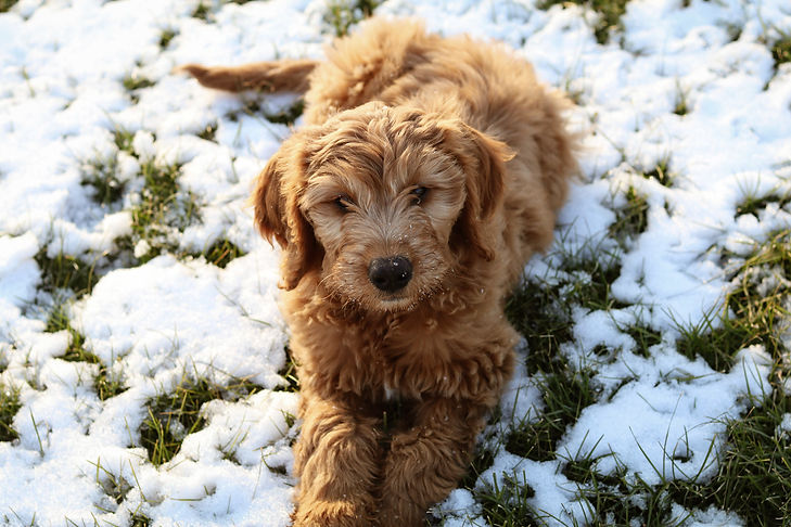 Mini Goldendoodle mom at Crimson Companions
