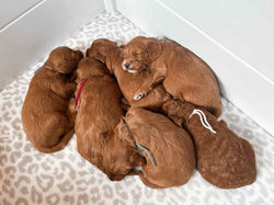 17ddbea2-fbae-404b-a3fd-01410478db68