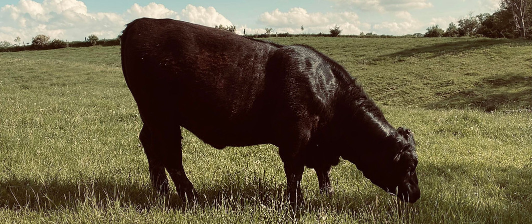 HALF BEEF.jpg