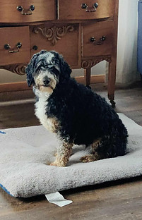 SUMMIT- Mini F1 Bernedoodle