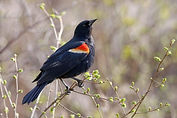 Red Winged Blackbird.jpeg