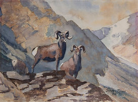 watercolour on paper