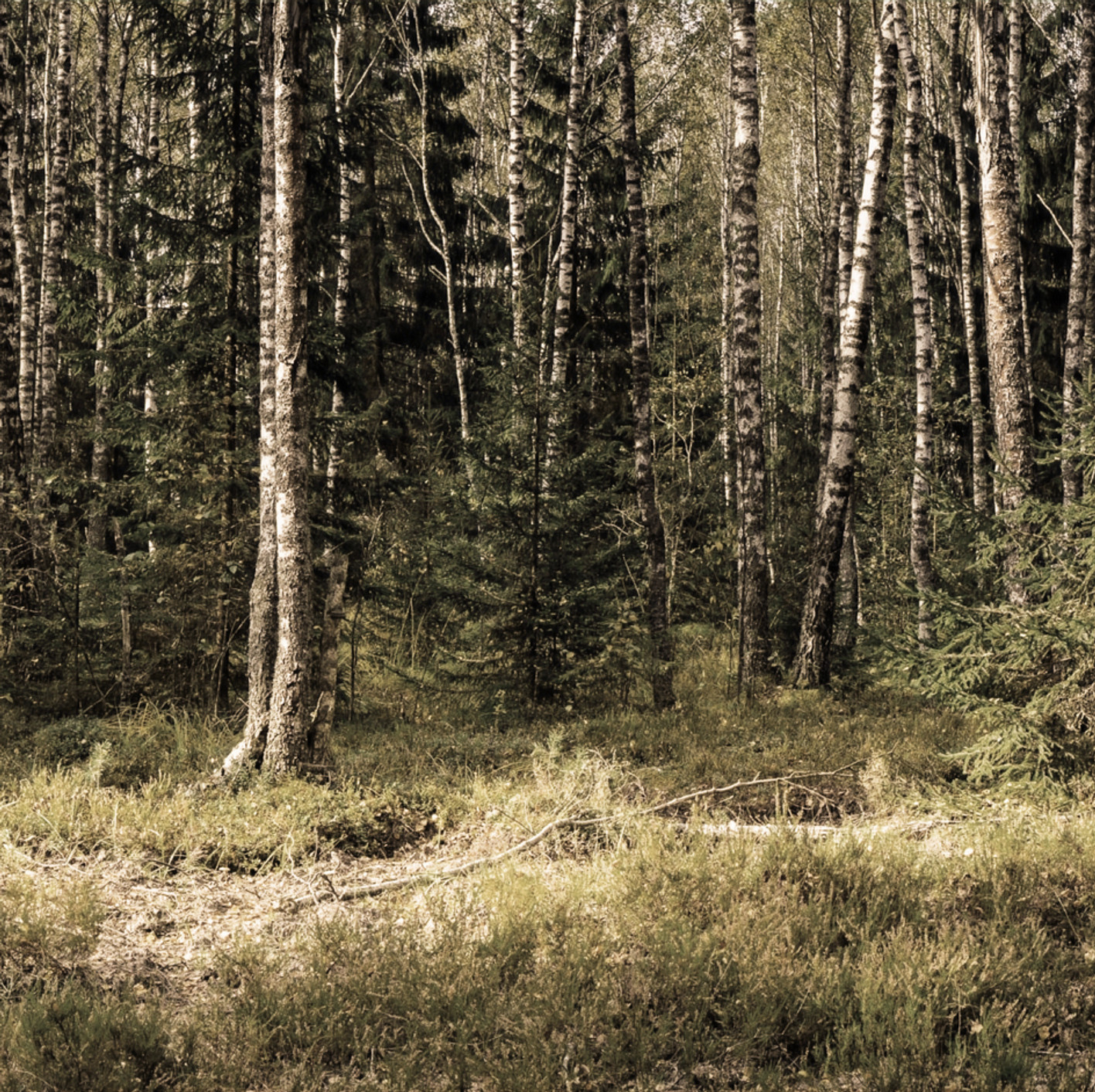 Forest for the Trees_edited_edited_edite