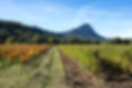vignes-Pic-Saint-Loup-3