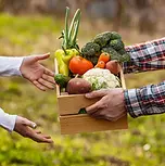 Fresh Vegetable 