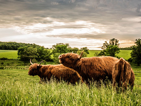 What exactly does 'grass-fed' mean?