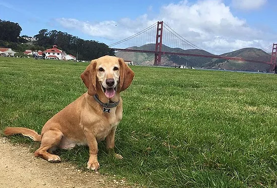 rossway dog training