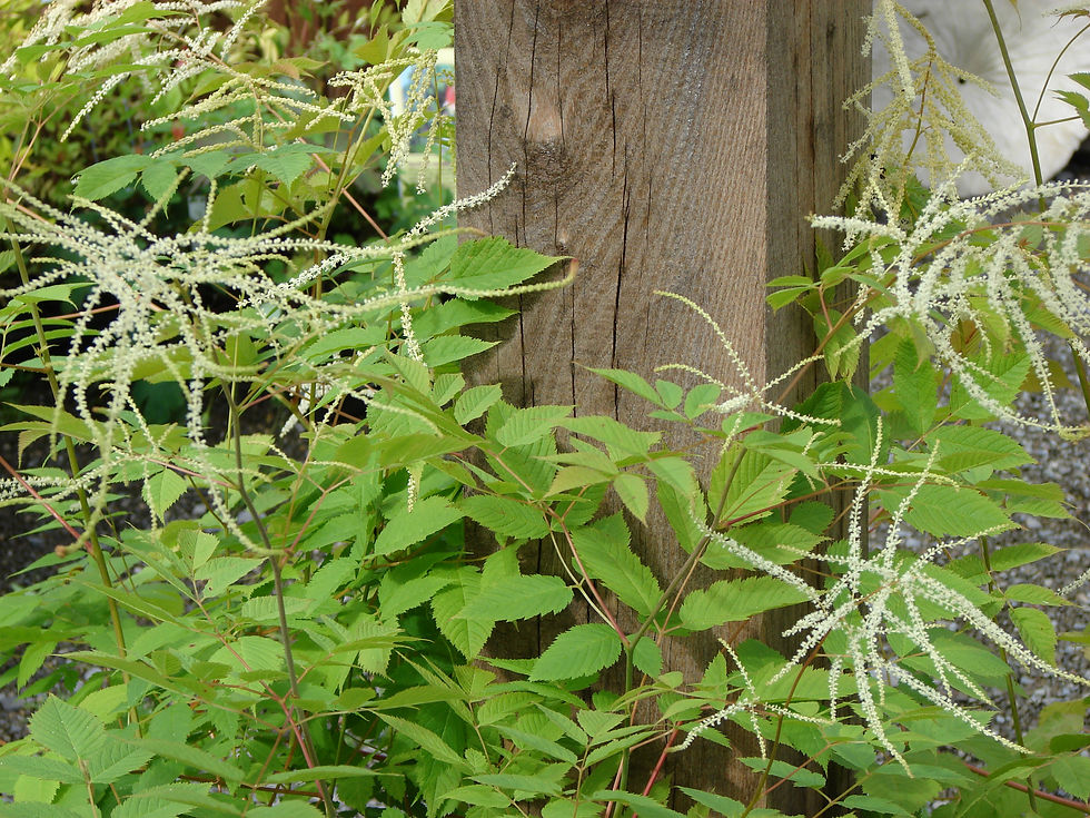 Aruncus dioicus - Goat's Beard
