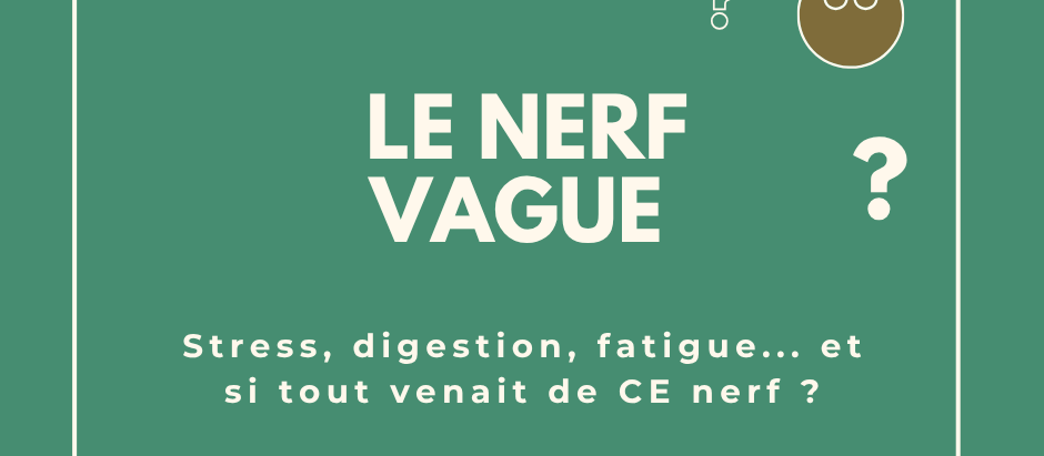 Qu'est ce que le nerf vague ?