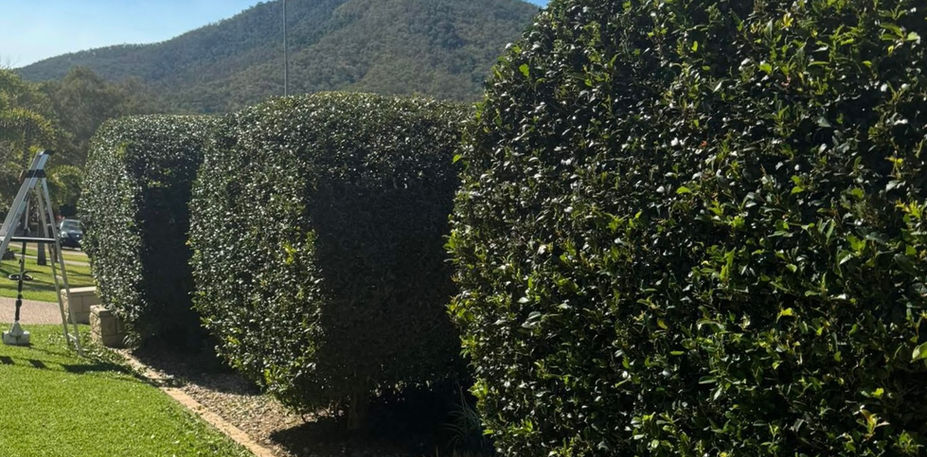 Rockhampton Gardening Maintenance 