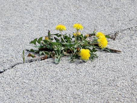 Ein Löwenzahn, der den Asphalt durchbricht