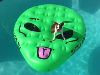 The Magical Swimming Pool of Ufology's Future