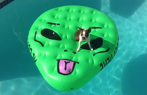 Image courtesy of https://www.thehunt.com/the-hunt/ER56cv-alien-pool-floatie-