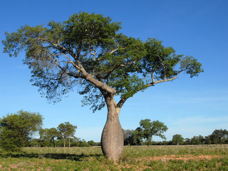 Sabias que (4) desde hace miles de años nosotros los indígenas de América usábamos el palo santo par