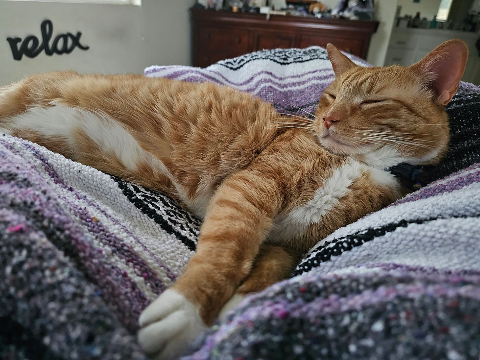 Cat sleeping comfortably