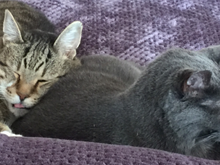 Healing for Pets Remotely: The Power of Animal Energy Healing
