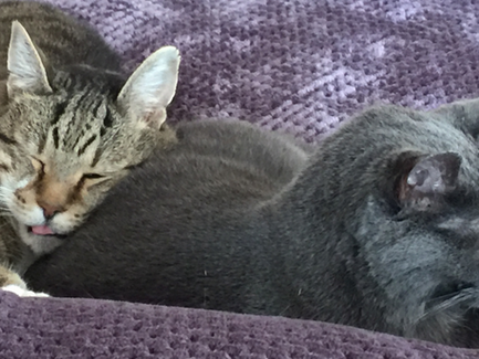 Healing for Pets Remotely: The Power of Animal Energy Healing