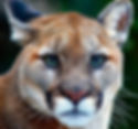 Mountain Lion, North Carolina.