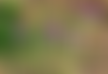 Spring signals us it is time to begin again