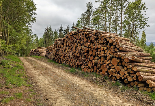 Timber harvest.jpg