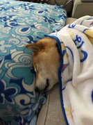 IMG_3262.jpeg