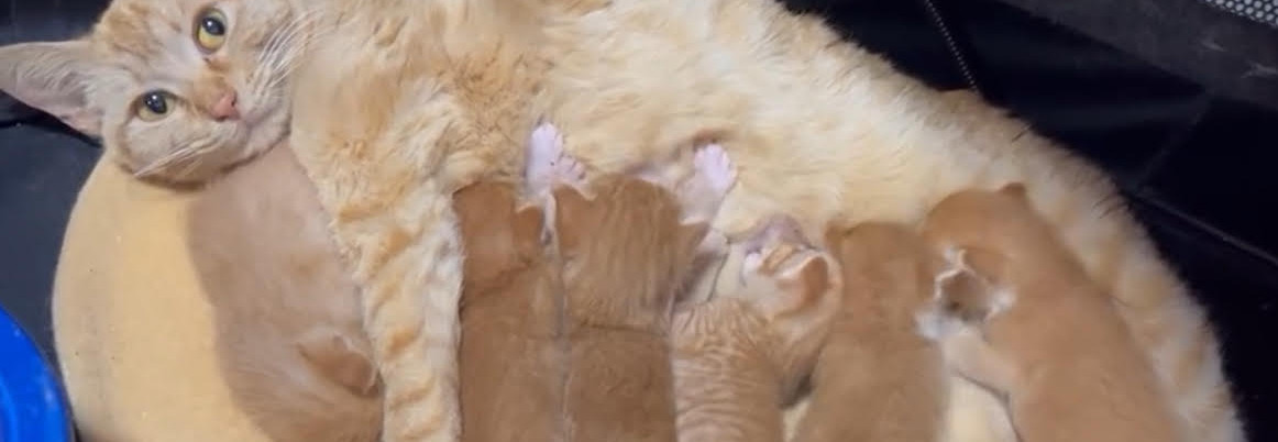Katlyn and new babies.jpg