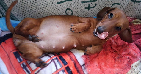 Puppy black and tan dachshund for sale Ohio