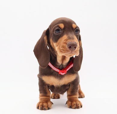 EDITED Choc Boy Walter W Red Collar_edited.jpg