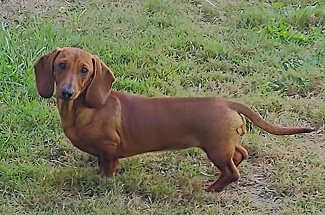 Dachshund Puppies for sale in Ohio