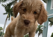 Labradoodle Days puppy