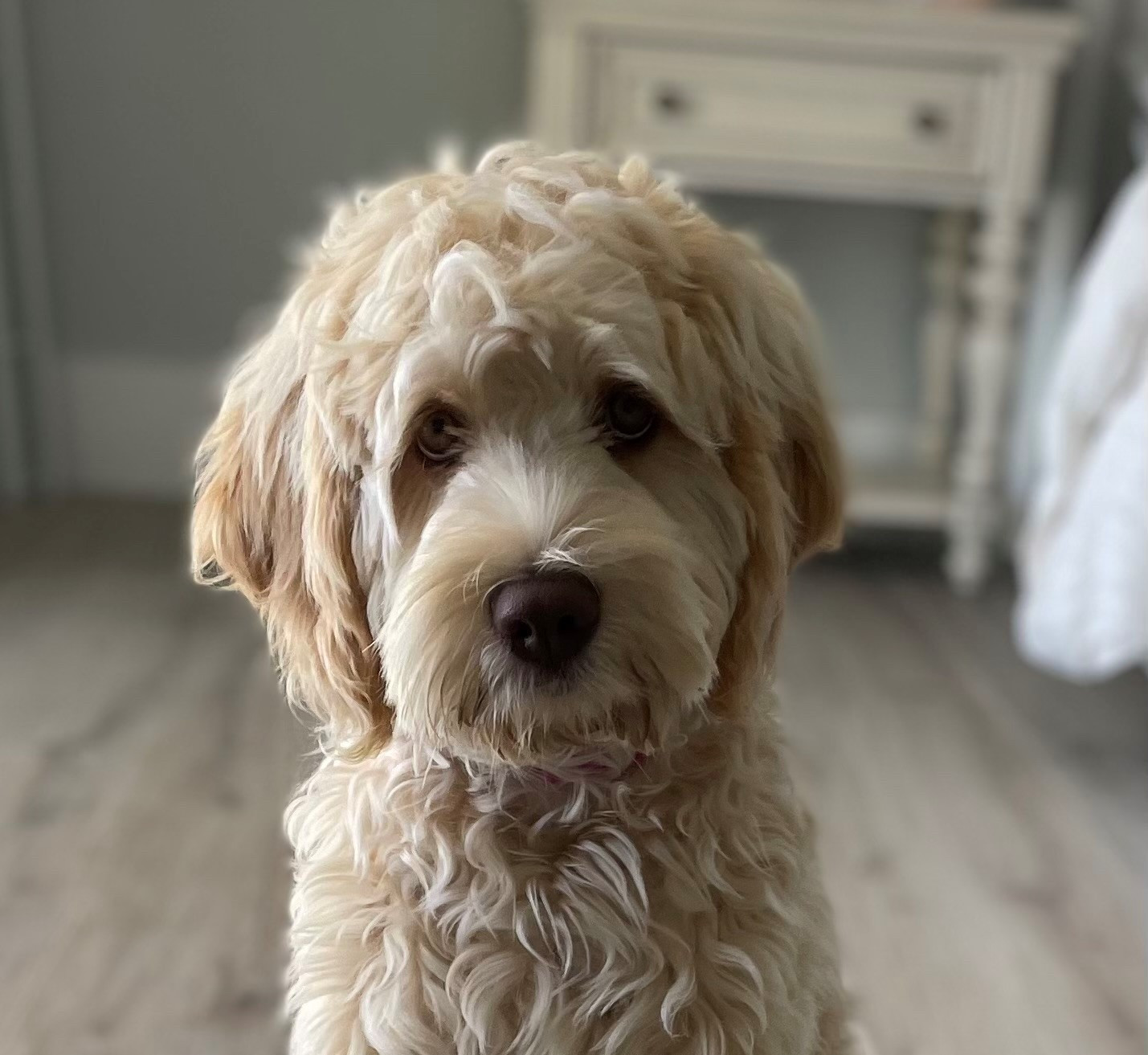 Florida Labradoodle Breeder Labradoodle Days Jensen Beach