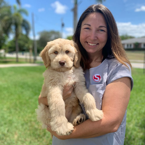 Labradoodle Days puppy gallery photo