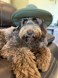 Labradoodle Days Labradoodle Puppies Available