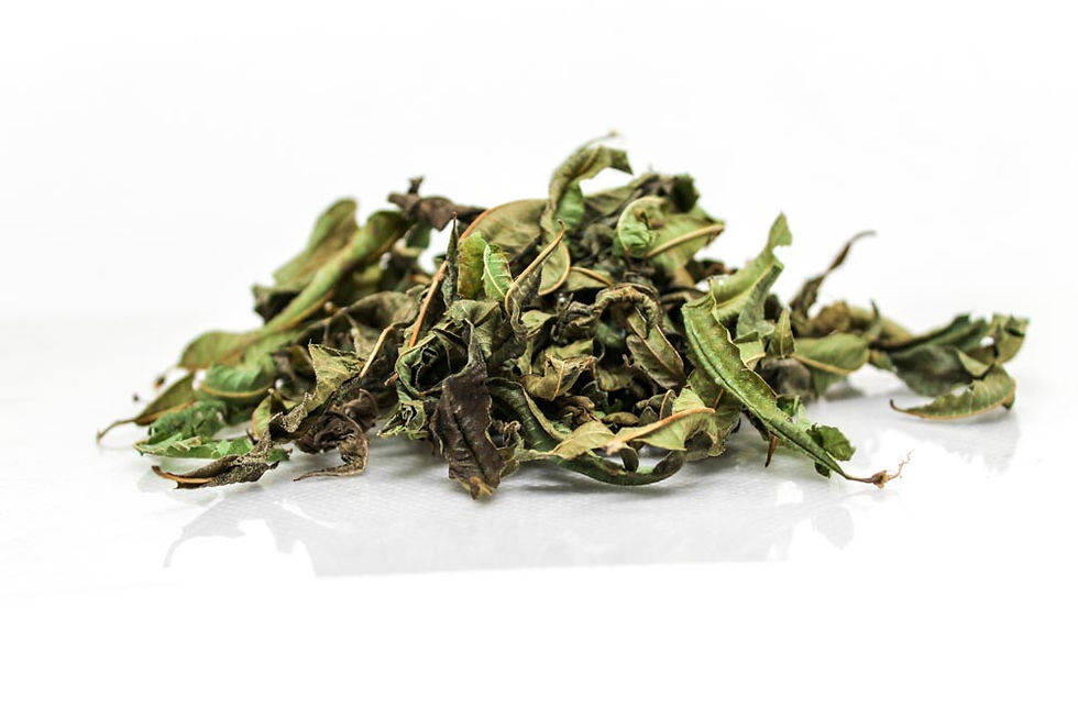 CEDRON / Lemon Verbena