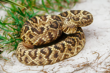 The Comprehensive Guide to the Snakes of Florida: Identification, Habits, and Safety Measures