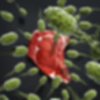 Meat steak invaded by Listeria Monocytogenes Bacteria