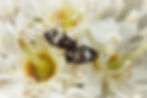 Close up of a couple carpet beetles , Anthrenus pimpinellae