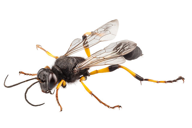Rid Your Home Of Mud Daubers